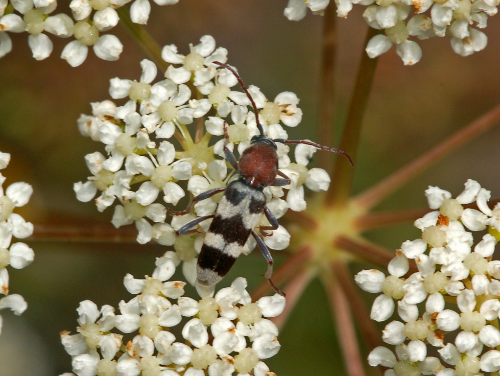 Chlorophorus trifasciatus (Cerambycidae)